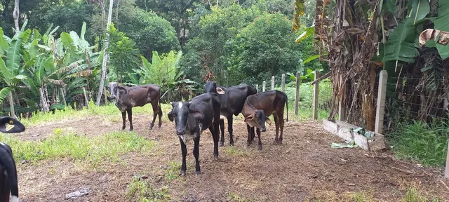 Vendo ou troco 4 bezerras de 1 ano 