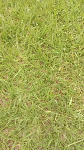 Jazigo