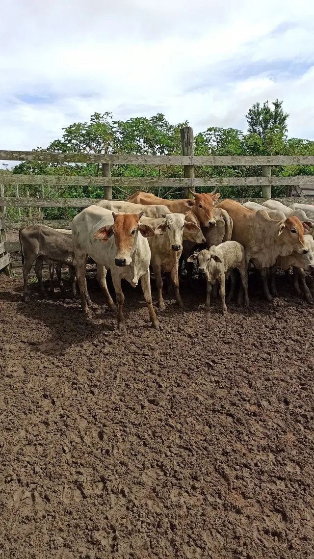 Bezerros e Novilhas