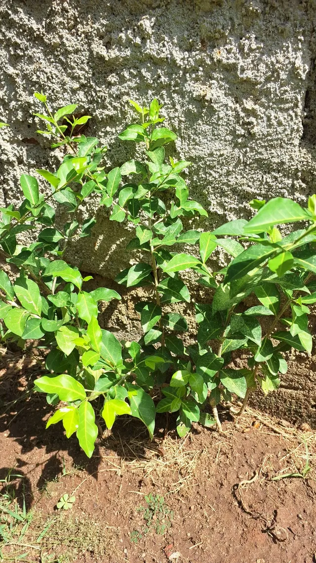 Muda de acerola 