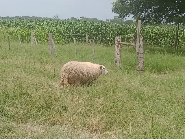 Ótimo rebanho texel a venda 