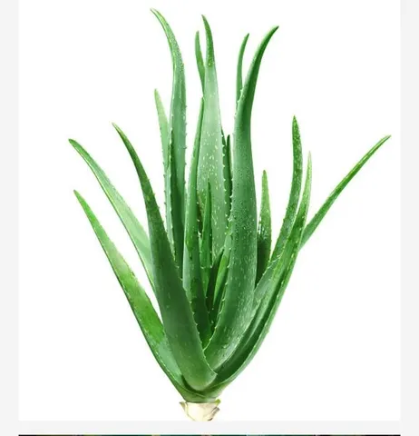 Venda