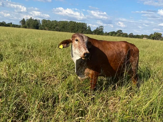 Venda Permanente - Vacas Leiteiras em Campo Grande - MS - 