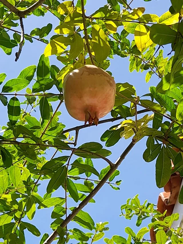 Romã, fruta, vendo. Duas por 7,00