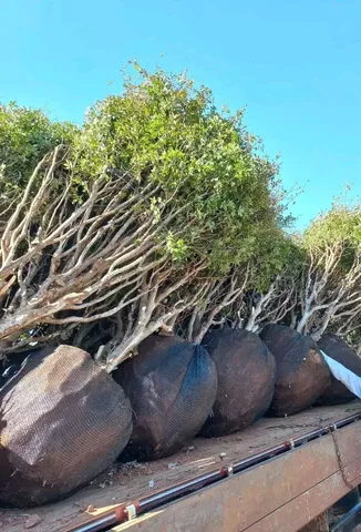 Fazendo transplantio de mudas adultas