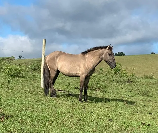 Vendo cavalo meio sangue 