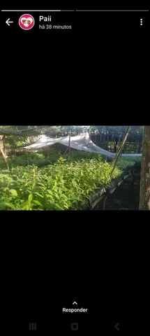 Eucalipto 