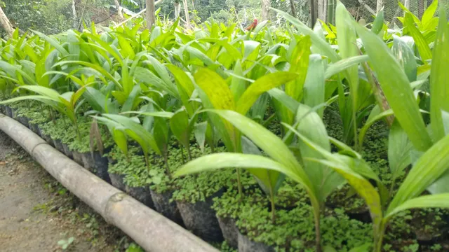 VENDA DE MUDAS DE PUPUNHA