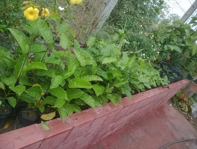 Mudas de Maracujá 