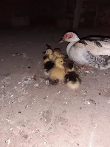 Vende-se 5 patinhos 