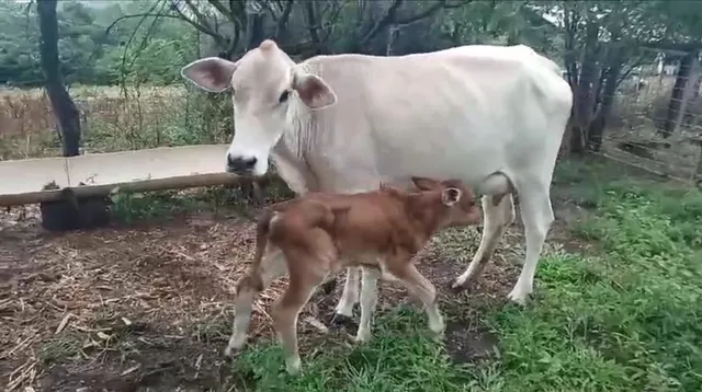 Vaca parida 
