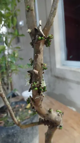 Jabuticaba 
