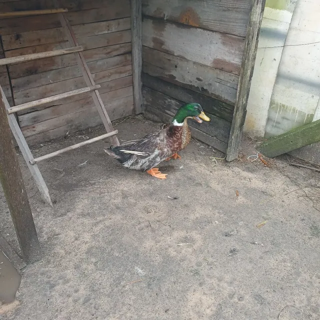 casal de Marrecos 