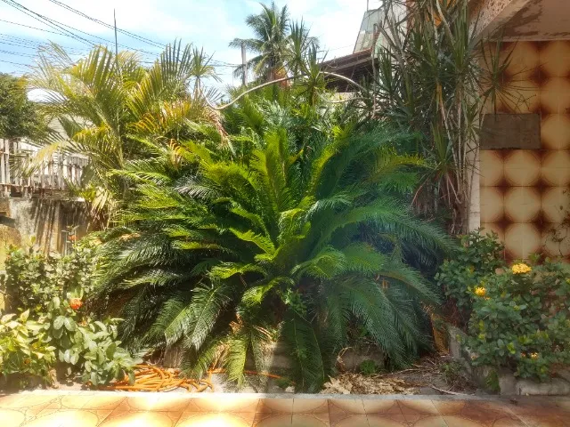 Palmeira Sagu 