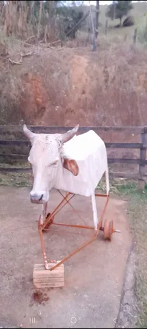 Vaca mecânica nova!!