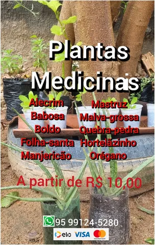 Plantas medicinais 