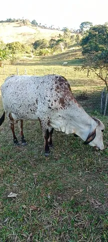 Vendo vaca 