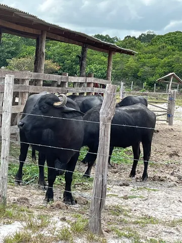À venda 2 fêmeas 1 macho 