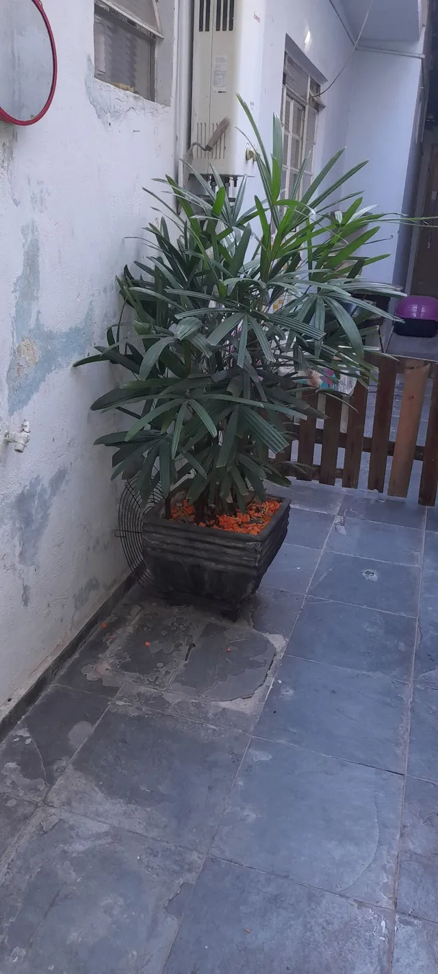 Palmeira ráfia