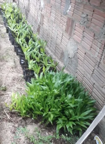 Mudas de Açaí pronta para platio