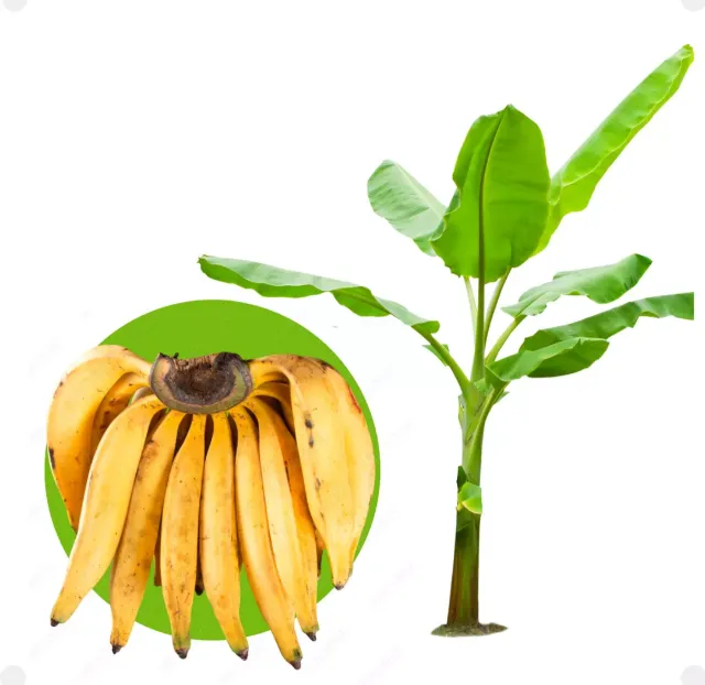 Mudas de Banana da terra