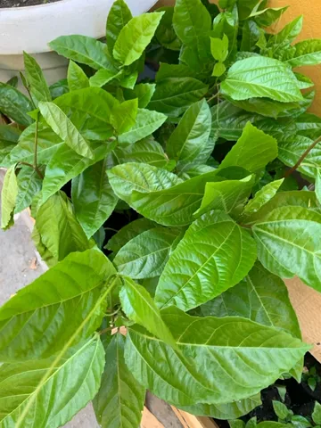 Mudas de maracujá 