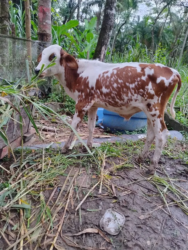 Bezerro 