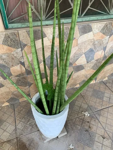 Jarro com a lança 