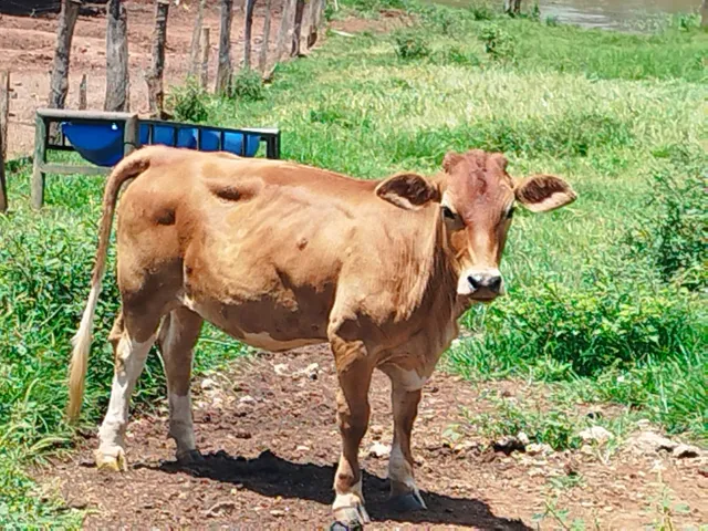 Vaca anã 