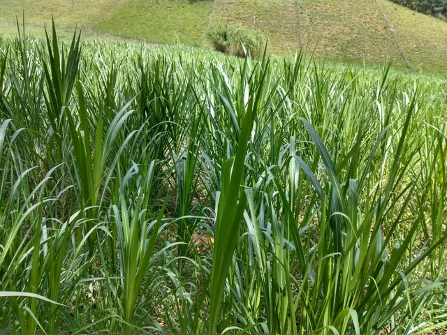 Capiaçu...mudas/gemas 