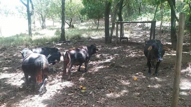 Mini vaca