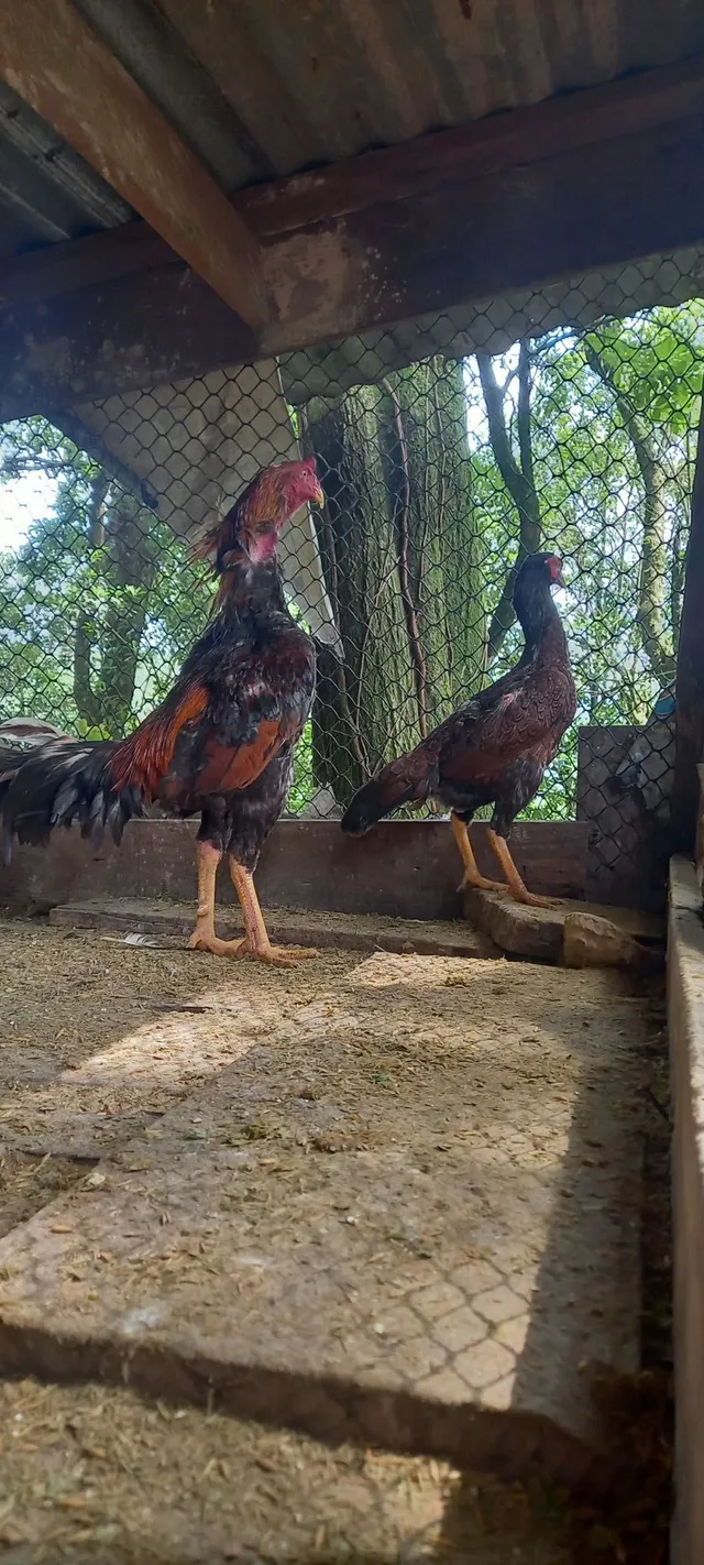 Galo fino