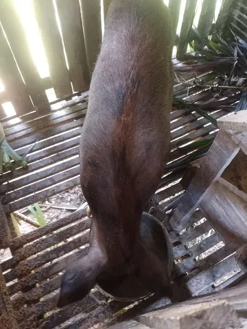 VENDO JAVAPORCA PRENHA